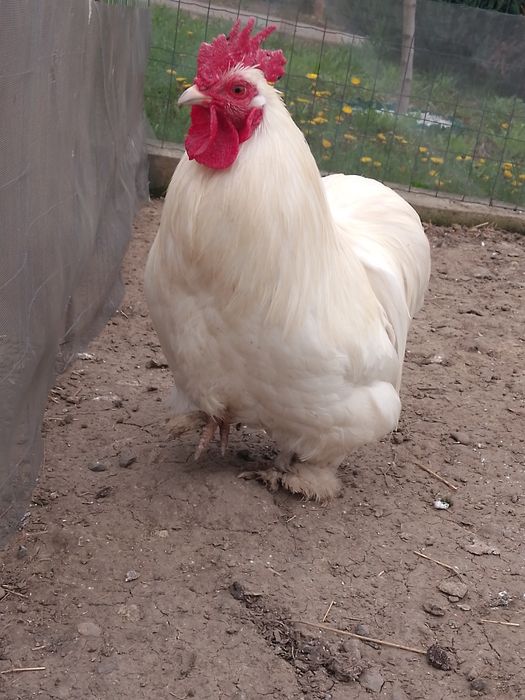 Cocos Cochinchina pitic alb