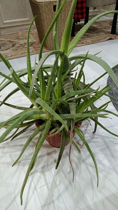 Цветок алоэ большой