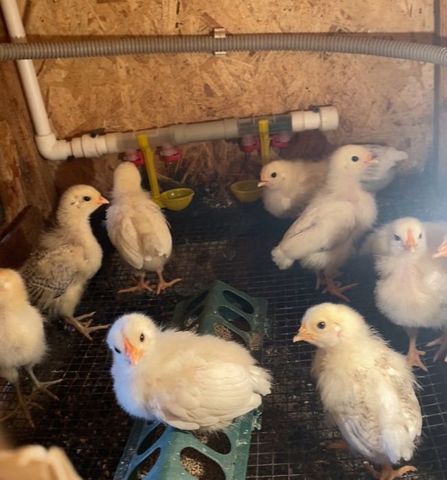 Тауык балапан 2апта