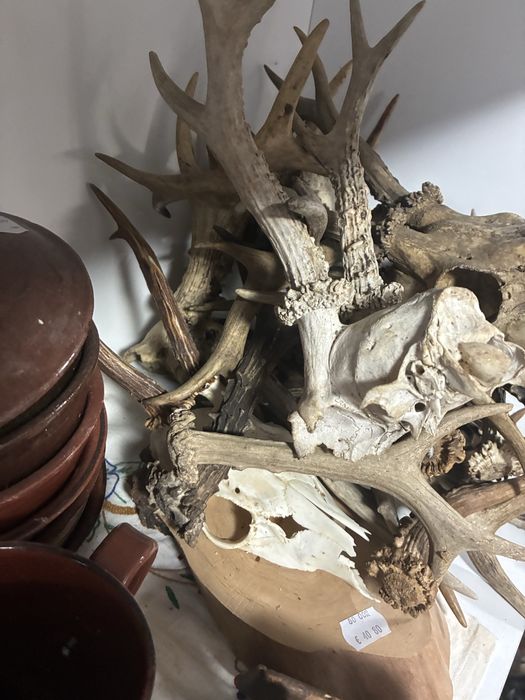 Рога елен сръндак трофей паралия софра маса