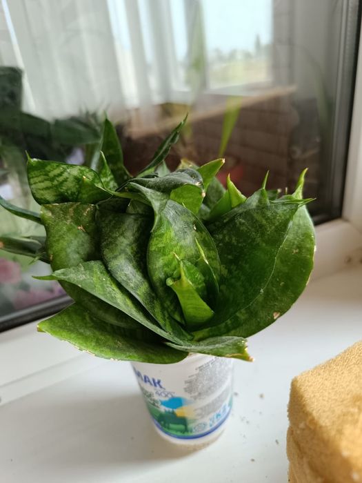 Продам комнатные цветы