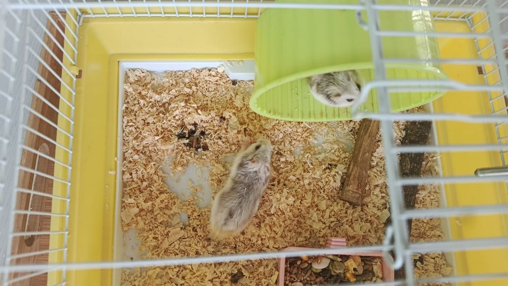 Джунгарские хомячки
