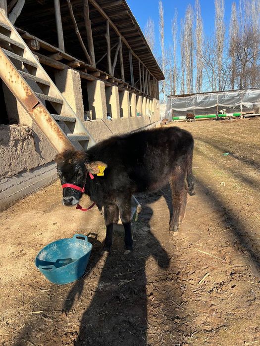 Гуножун соглом йеб ичиши зур