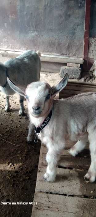 Альпи еркек лақ 15 мың