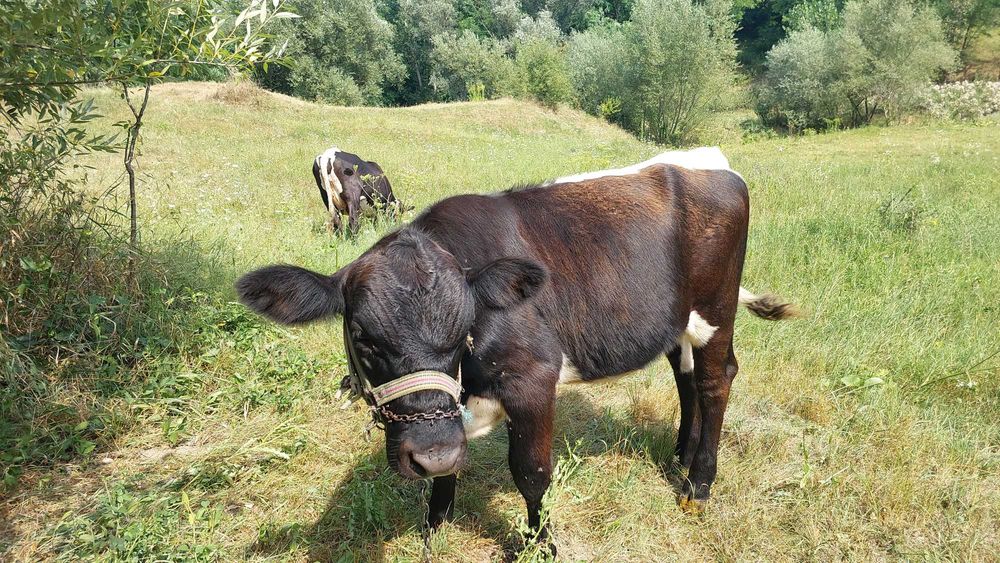 Vand vitica angus