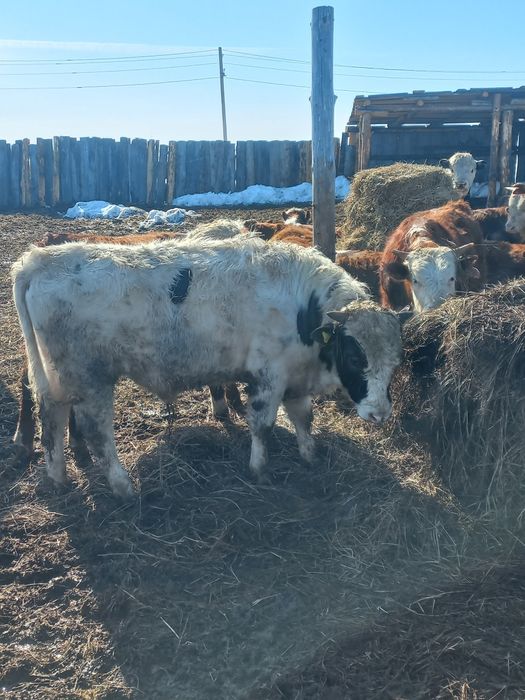 Продам быков 850000