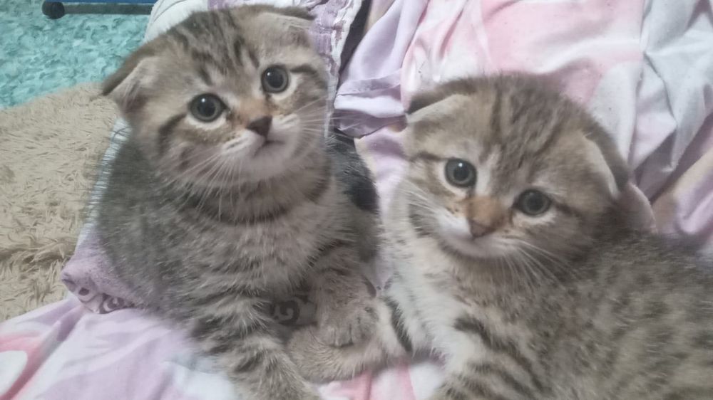 Шатланские Веслоухие кошечки
