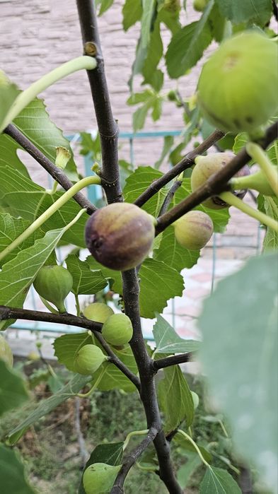 Продам свежий домашний инжир!