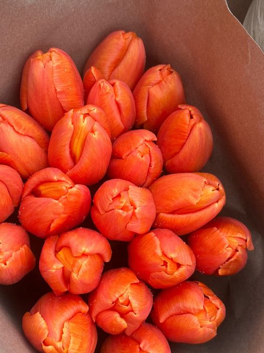 Тюльпаны оптом в Алматы