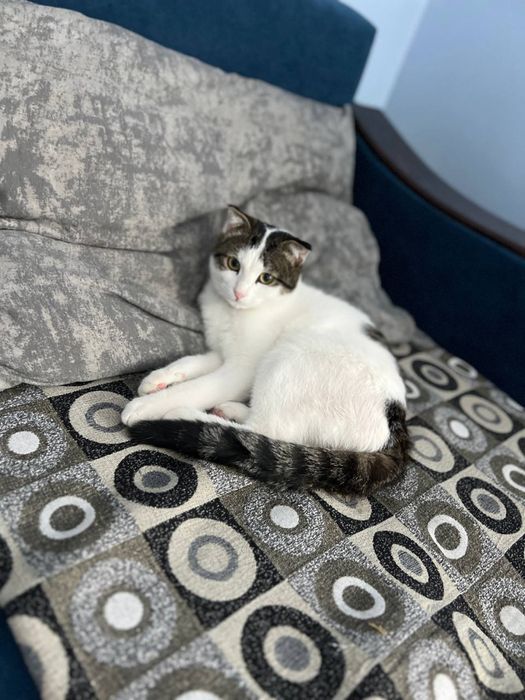 Отдам домашнего кота