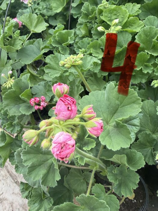 Пеларгониум мушкато Pelargonium – разцъфнало, здраво вкоренено растение ярки цветове (червено, розово, бяло) цветя за балкон, тераса, саксии и градина