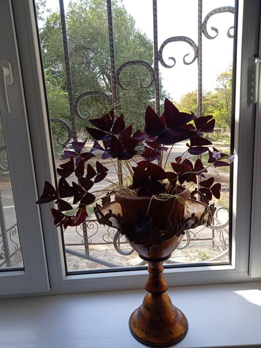 Бабочка (кислица)