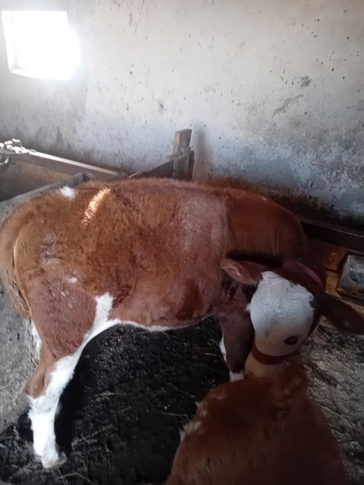 Viței de vânzare