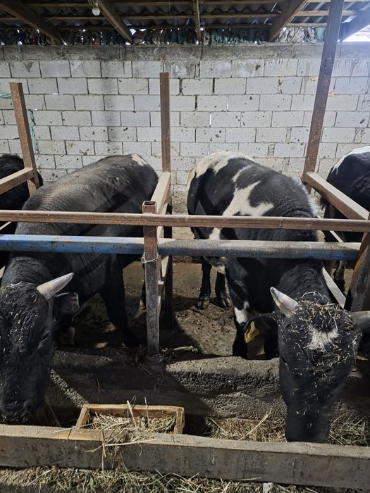 Бычки 15 голов  продам в круг