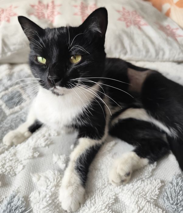 Славная красавица ищет дом