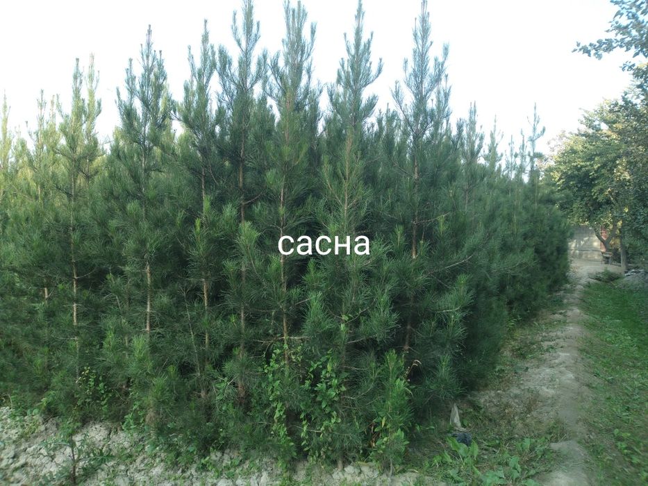 Арча.  Сасна элдарски буйи 1.5 метрдан 3.5 метргача