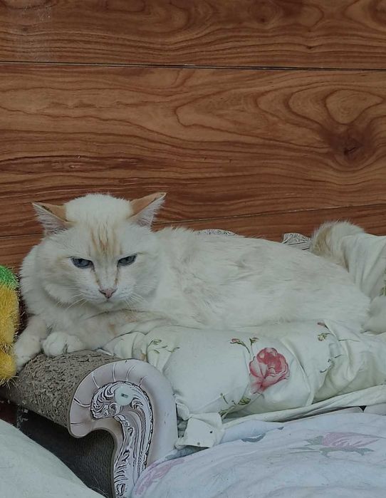Красивый котик ищет дом