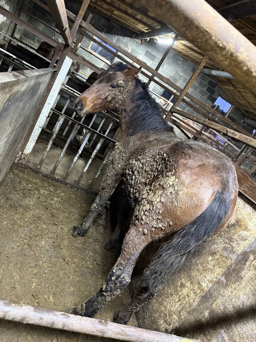 Лошади с откорма