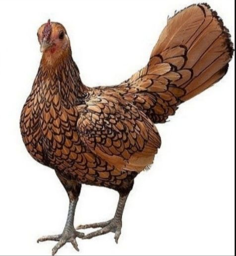 Сбраит карлик балапаны сатылады