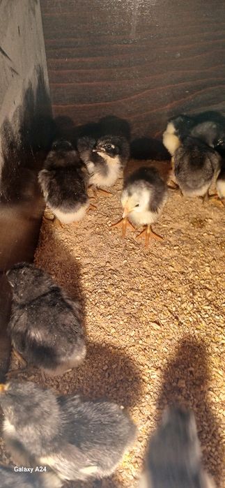 Toza Qora Shaxzoda 1 kunlidan 1 haftaligachon jo'jalari sotiladi