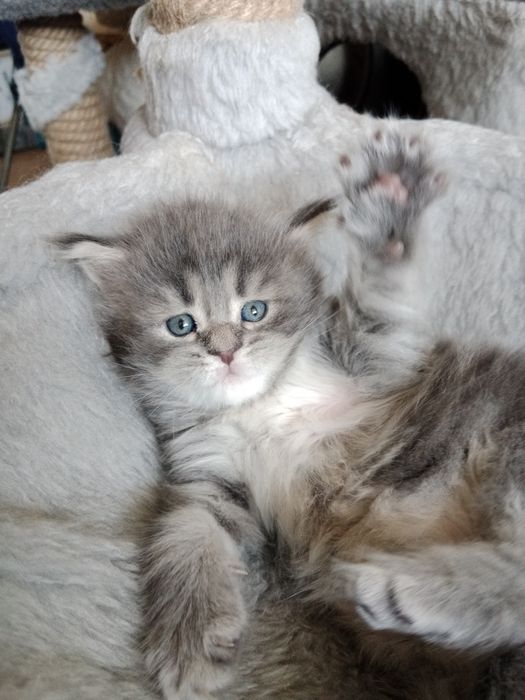 Резерв, девочка. Мейн-кун.