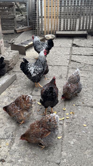 Oua incubat/incubator wyandotte