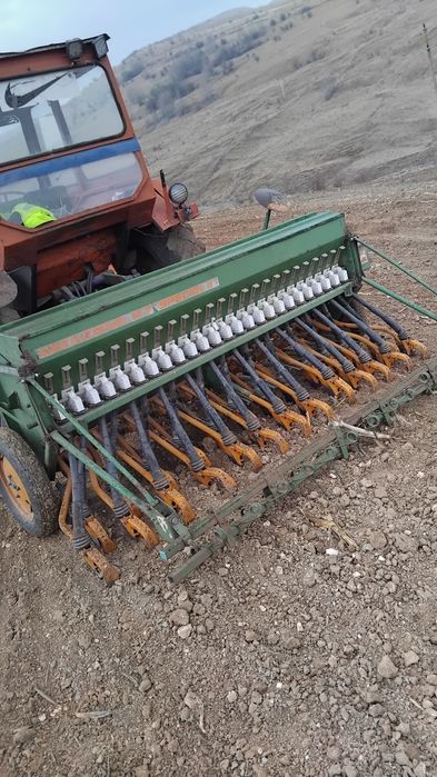 Semanatoare  amazone