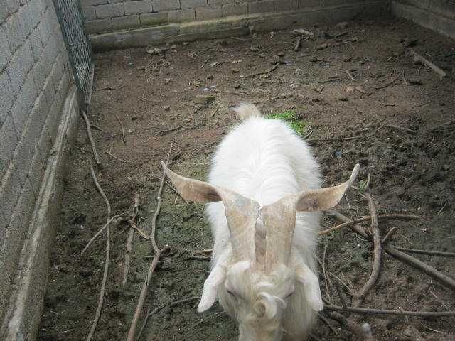 Козел Эчки така 3 года.