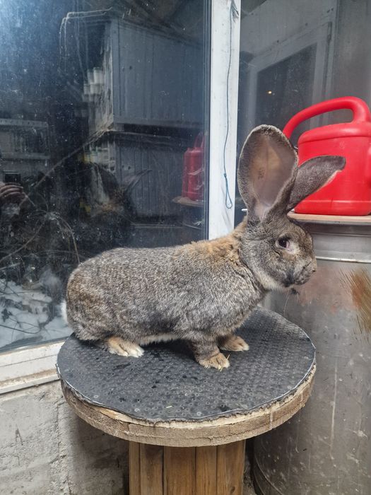 Mascul Urias German 95.5p