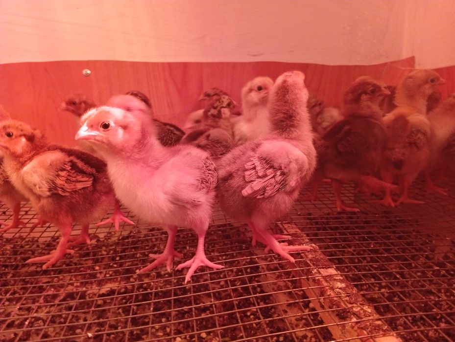 Балапан Цыплята разные