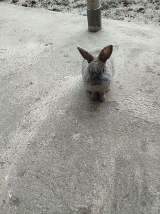 Karlik zotli sherigi bn sotladi 200 000 dan