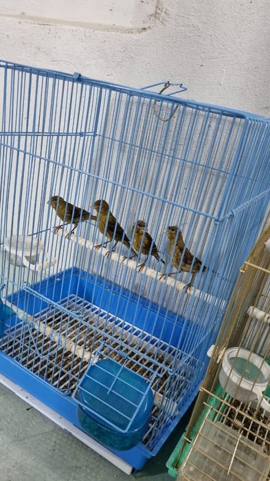 Канарейки, королевские