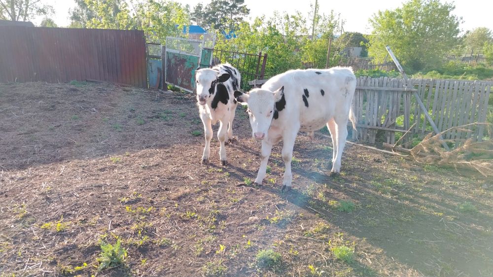 Продам телят голштины