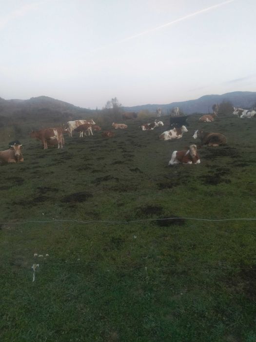 Bobine la alegere din 25 de bucati cu sau fara vitei
