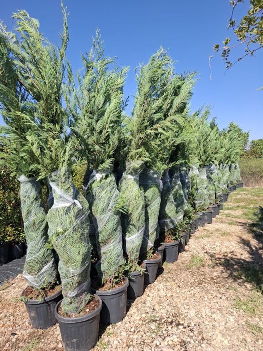 Leylandii la ghiveci la super preț