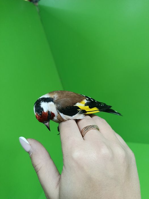 Щегол зимник самец