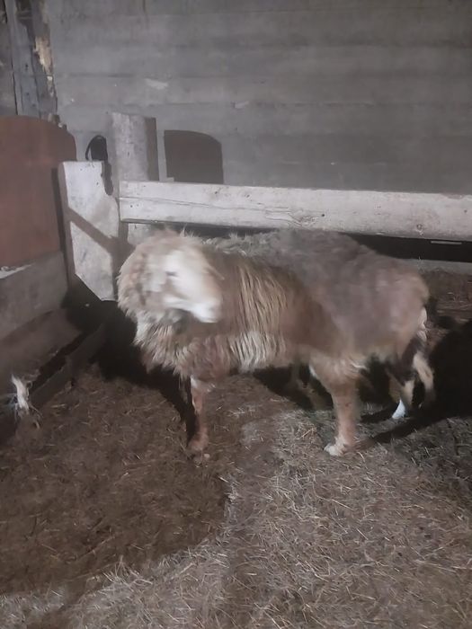 2,5 жасар гисарки