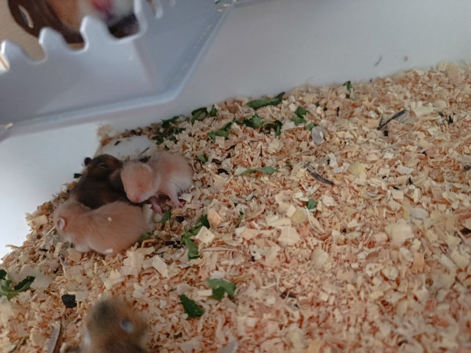 Сирийские хомячки