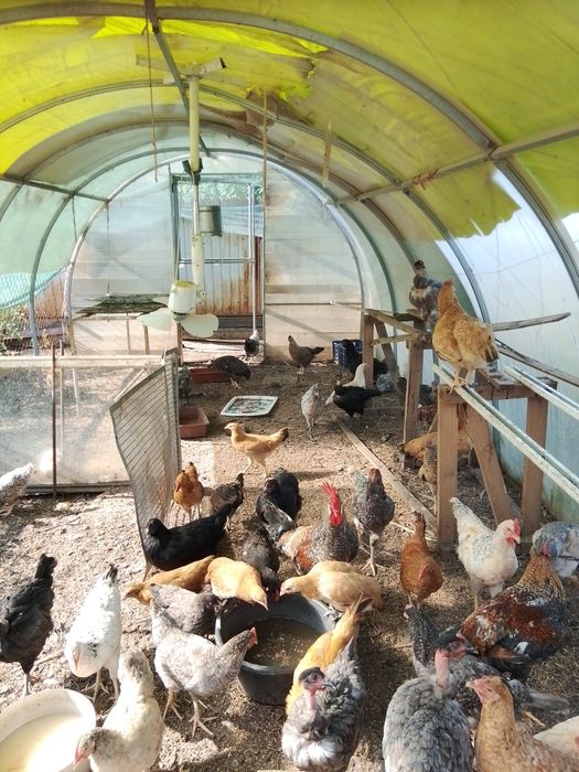 Продам молодку курочек