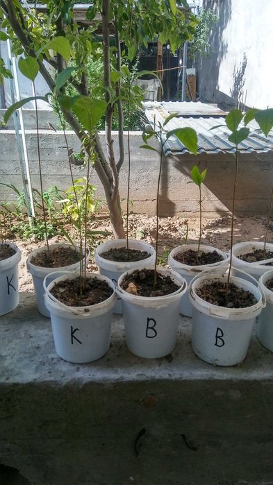 Пекан Орех Саженцы