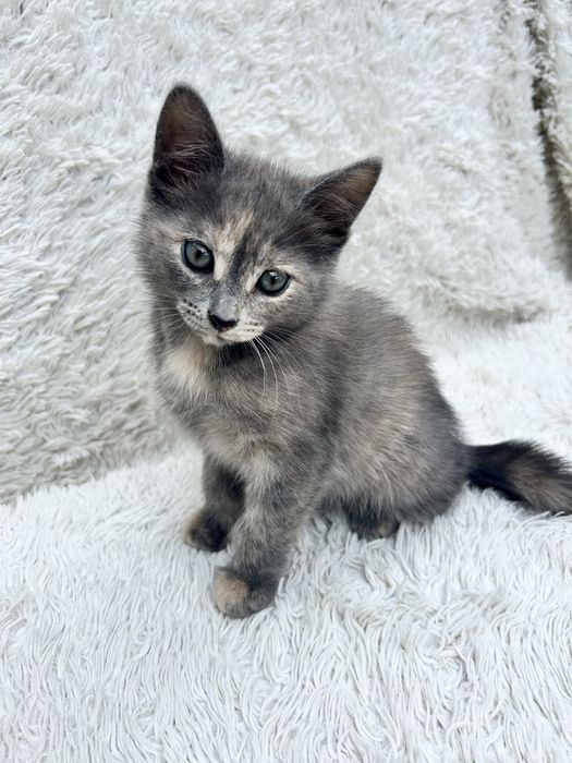 Отдам котенка в добрые руки