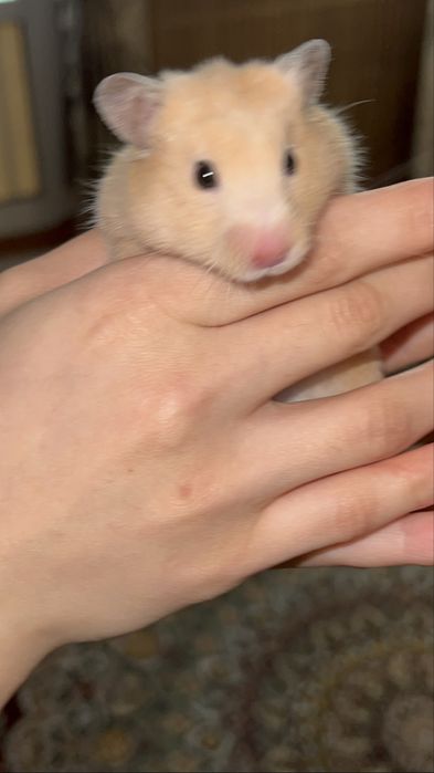 Sssssssssssssssssssss