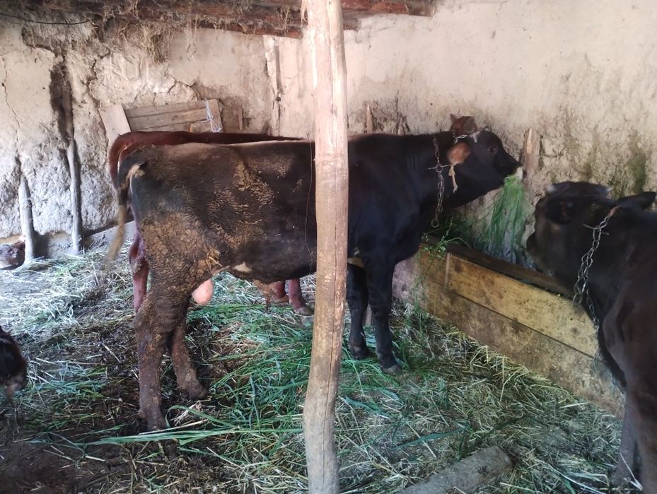 3 taurasi și o vițică la grămadă 185 mil