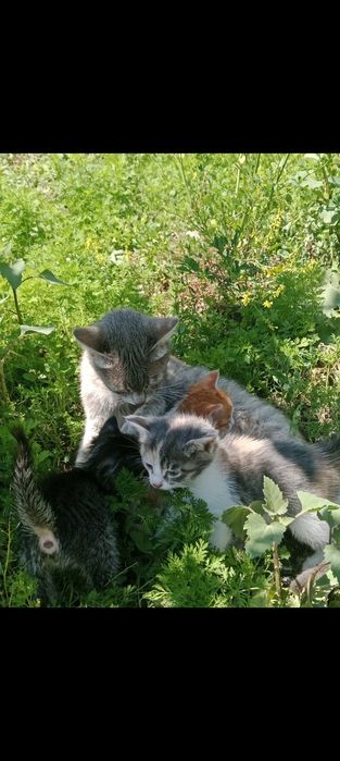 Маленькие котята ищут дом