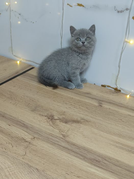 Котята Шиншилла и Классика