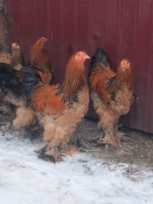 Vând Brahma Columbia