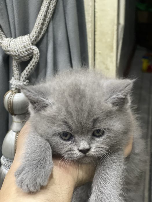 Продам кошки чийтий пароди без мами тока катонки 2 штуки есть