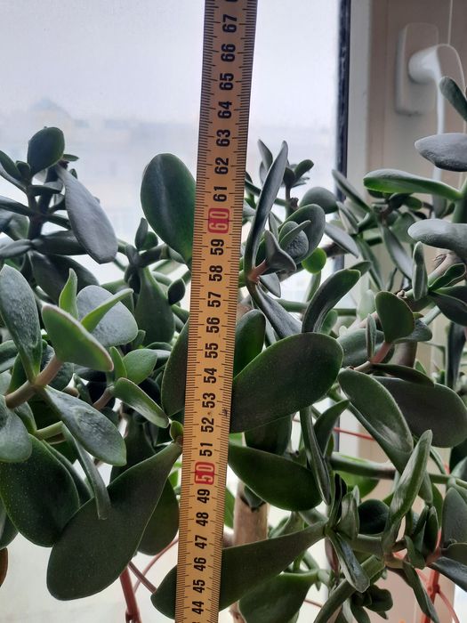 Продаётся денежное дерево Толстянка