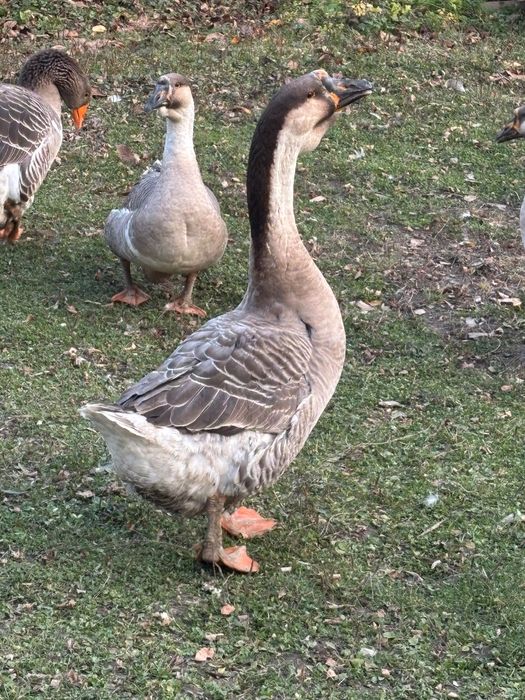 Gâscan Leșesc 2025