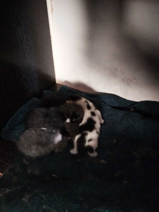 Отдам даром котят